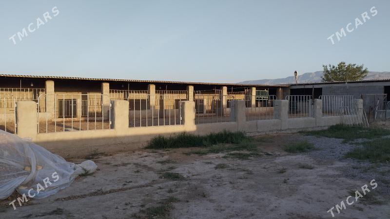 baherden Yarajy oba - Бахарден - img 3