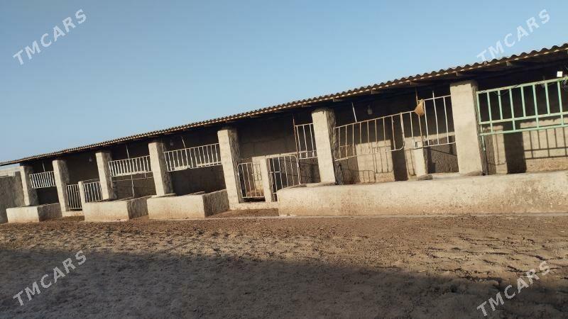 baherden Yarajy oba - Бахарден - img 6