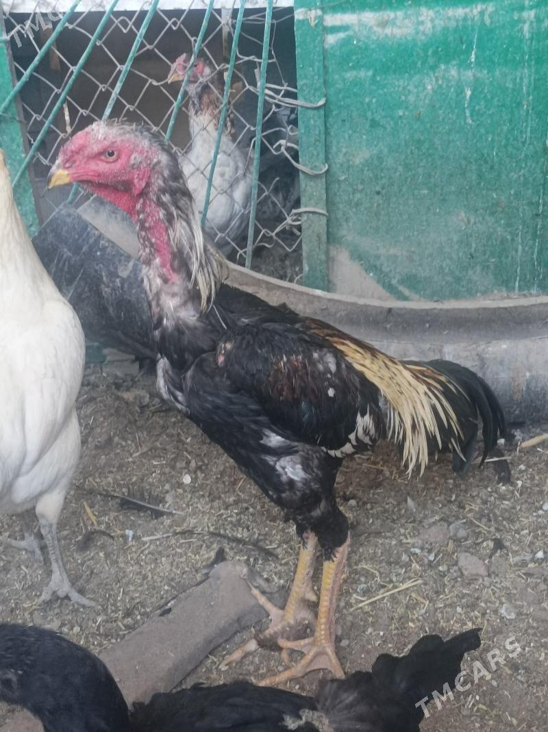 Boýes horaz - Köýtendag - img 2