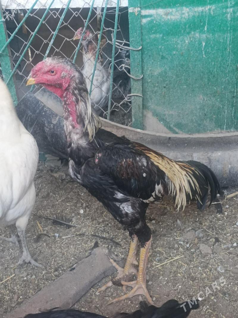 Boýes horaz - Köýtendag - img 1