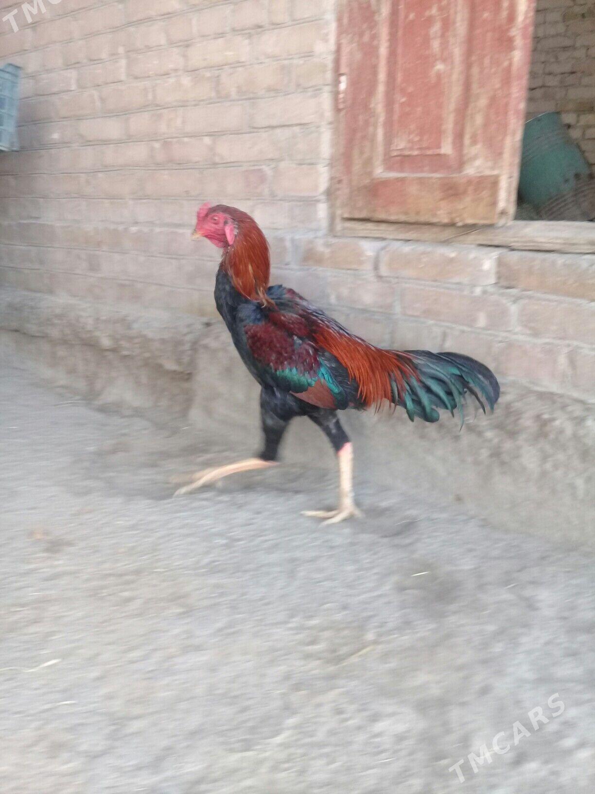 Baýsowy horaz - Чарджоу - img 3