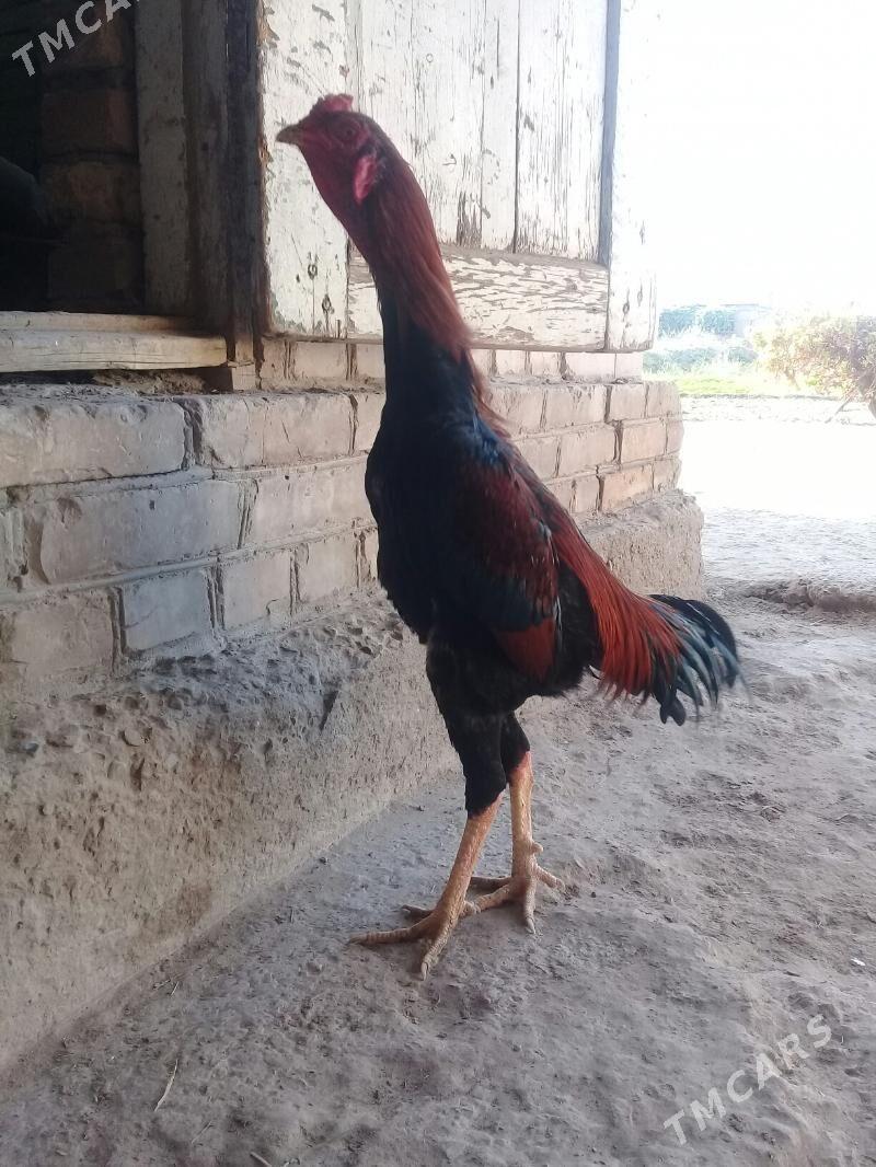 Baýsowy horaz - Чарджоу - img 1