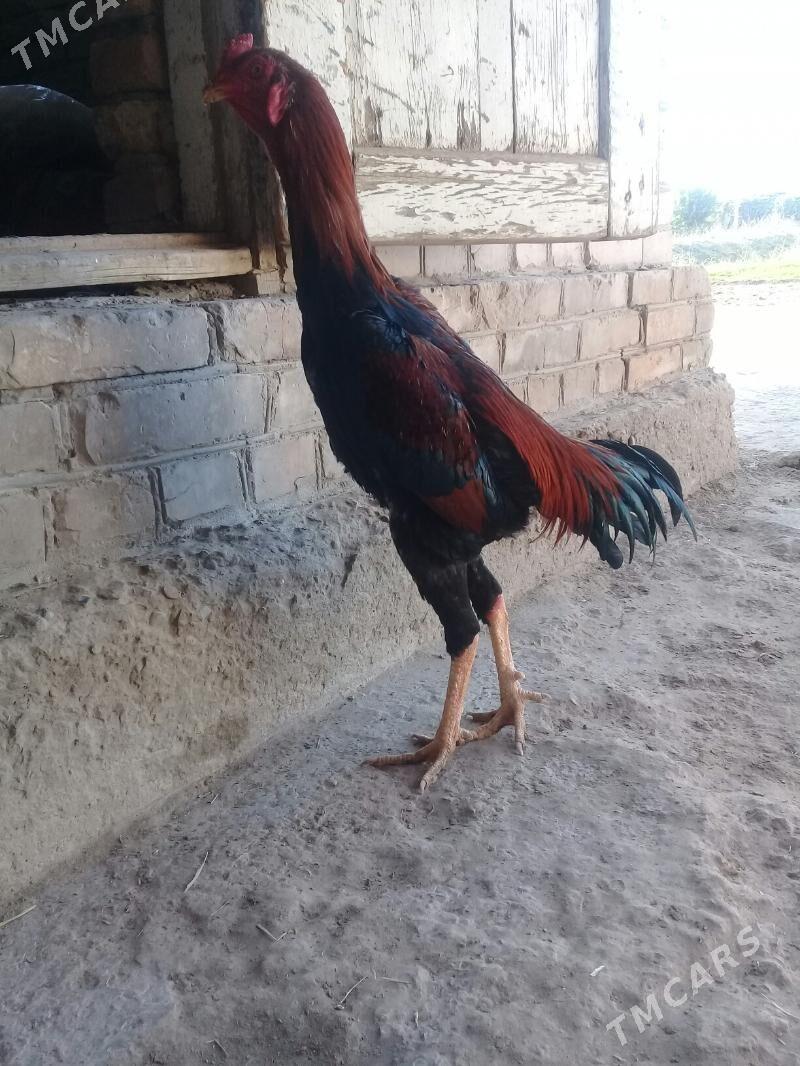 Baýsowy horaz - Чарджоу - img 2