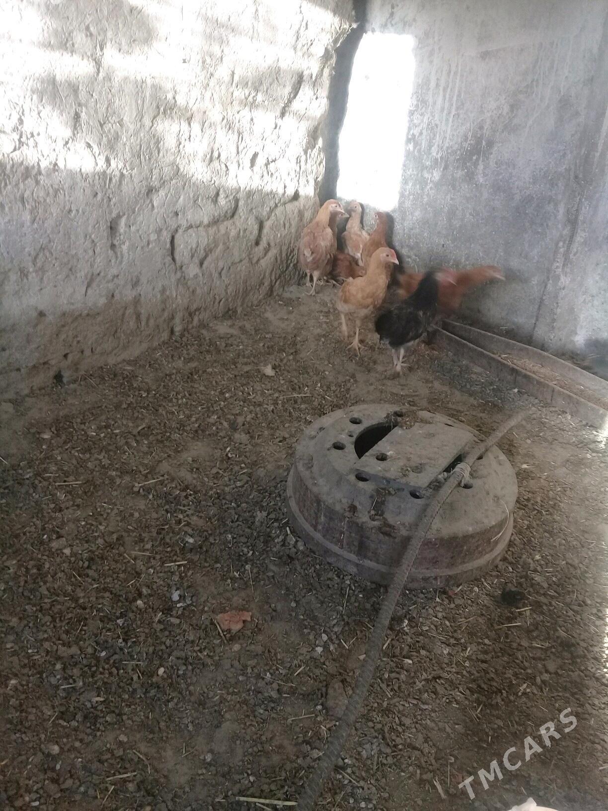 juyje - Бахарден - img 2