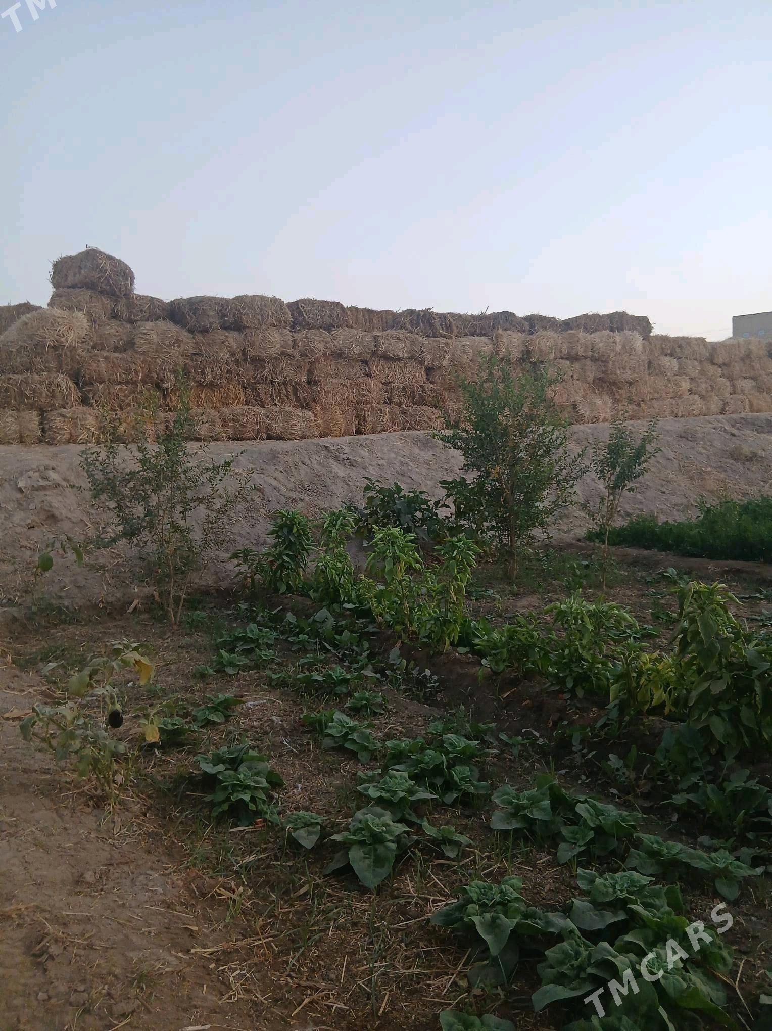 Bugdaÿ Saman. - Керки - img 3