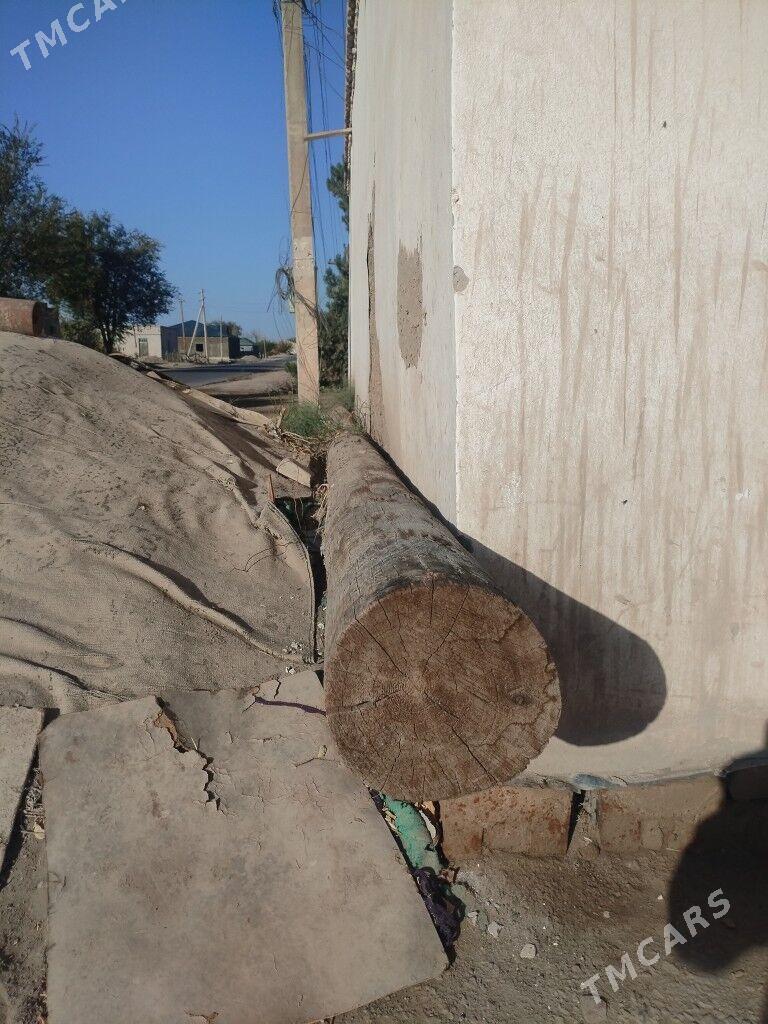 yolka agac - Şabat etr. - img 2