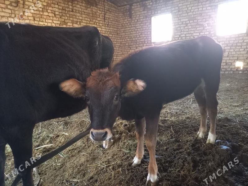 sygyr goleli - Мары - img 2