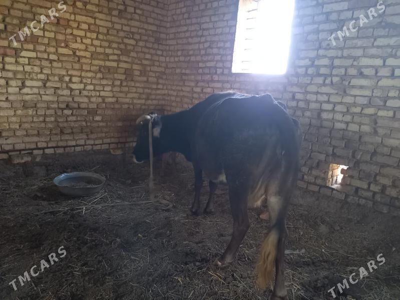 sygyr goleli - Мары - img 3