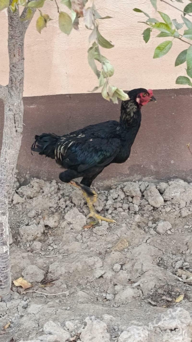 Taskent horaz - Çoganly - img 2