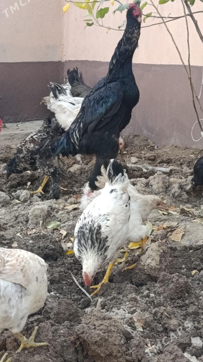 Taskent horaz - Çoganly - img 4