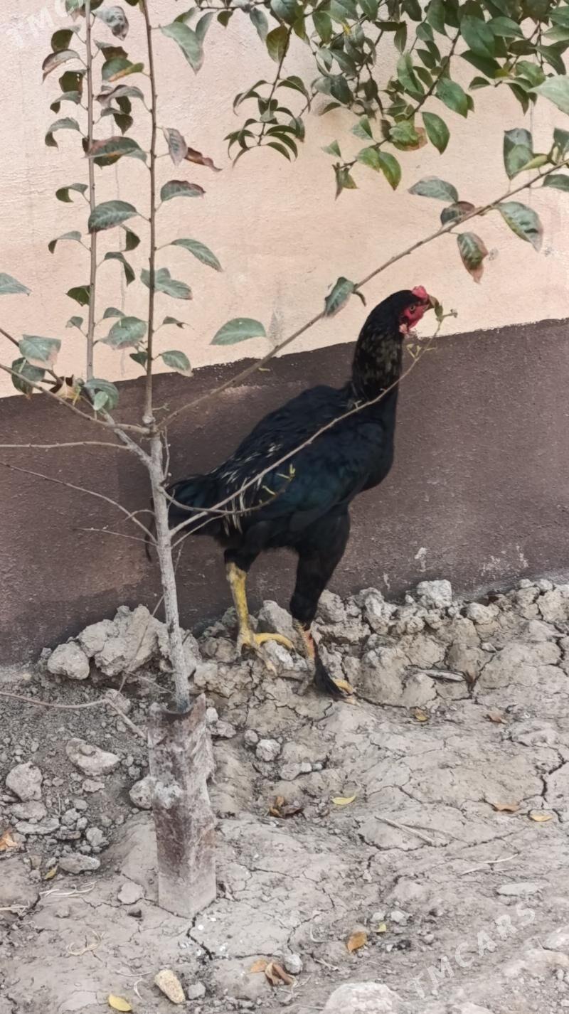 Taskent horaz - Çoganly - img 3