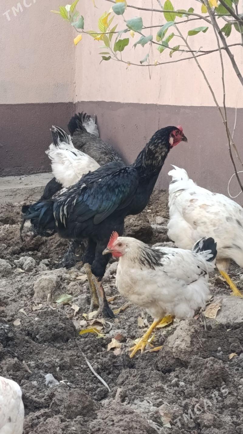 Taskent horaz - Çoganly - img 1