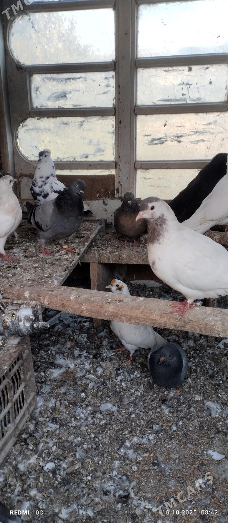 Öý Kepderler - Saýat - img 1