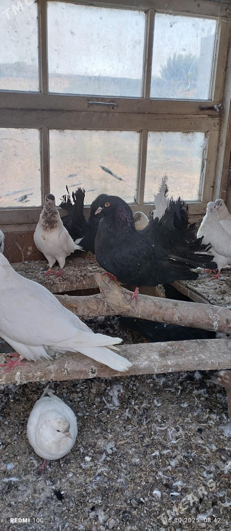 Öý Kepderler - Saýat - img 3