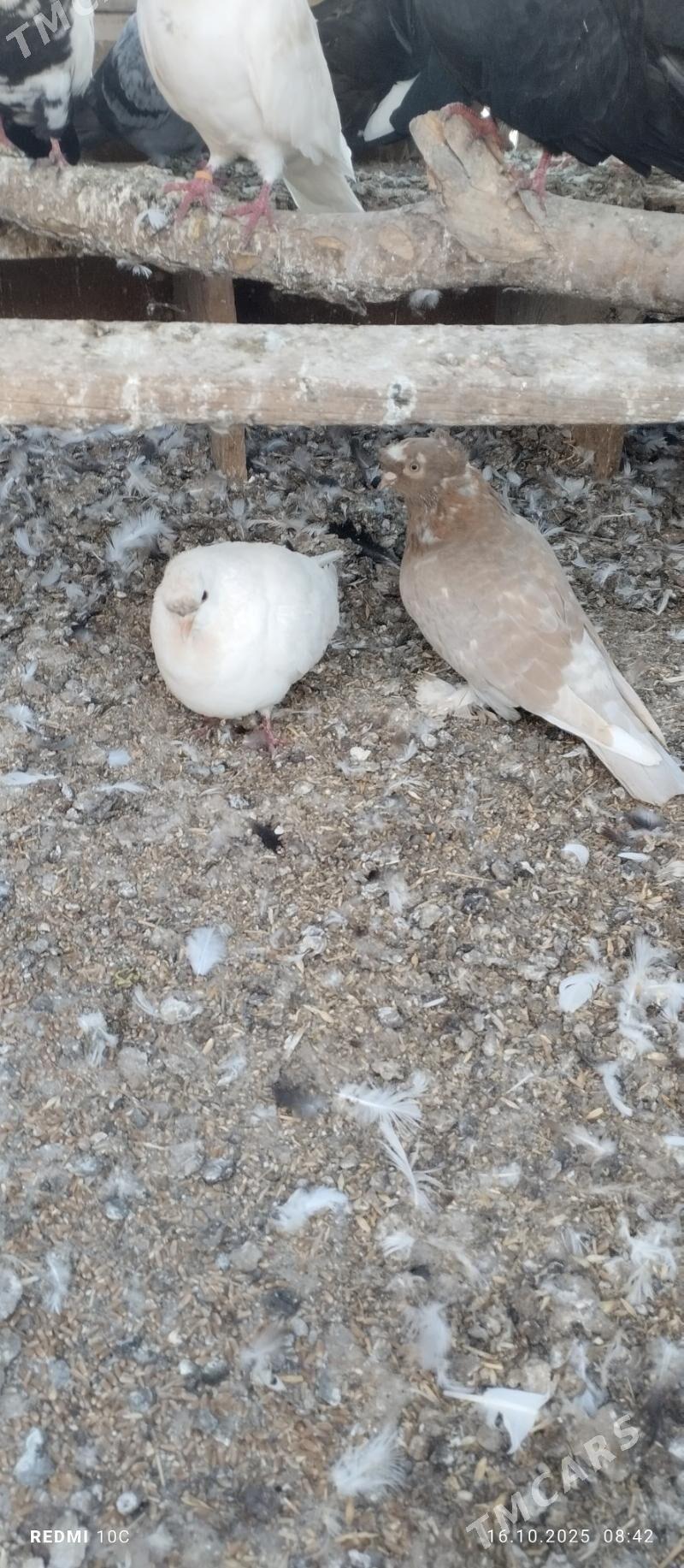 Öý Kepderler - Saýat - img 4