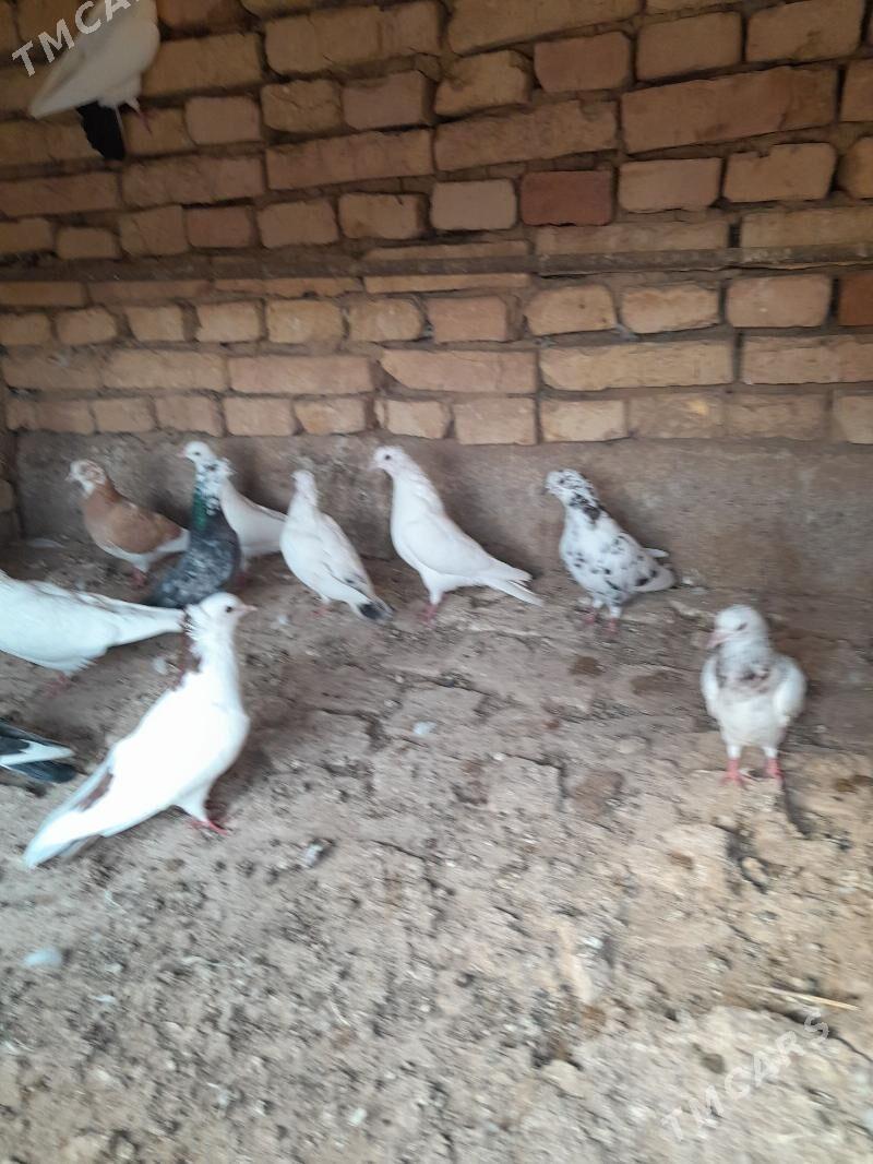 Kepderi - Tejen - img 6