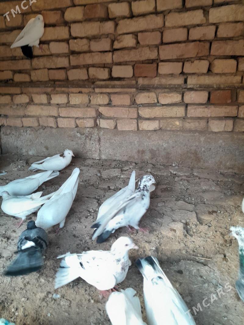 Kepderi - Tejen - img 3