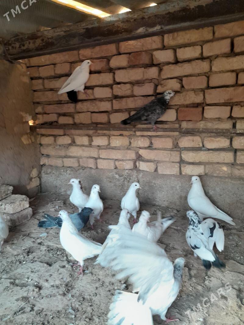 Kepderi - Tejen - img 7