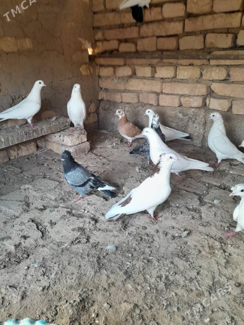 Kepderi - Tejen - img 5