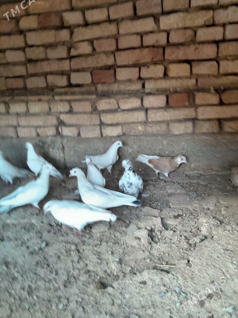 Kepderi - Tejen - img 2