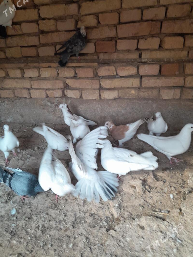 Kepderi - Tejen - img 4