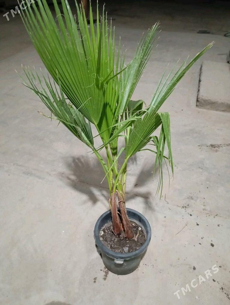 öý gülleri - Murgap - img 2