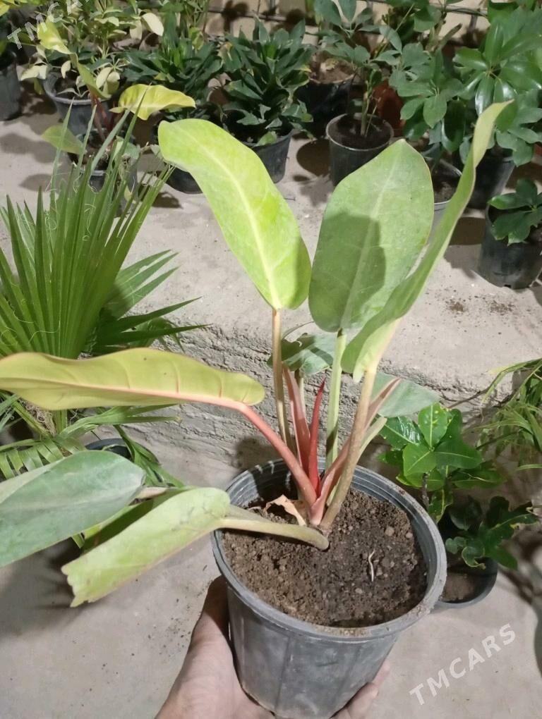 öý gülleri - Murgap - img 1