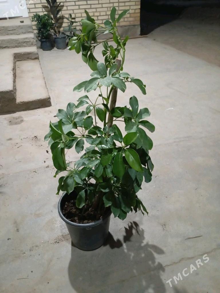 öý gülleri - Murgap - img 5