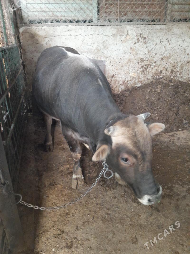 okuzler - Garadamak Şor - img 2