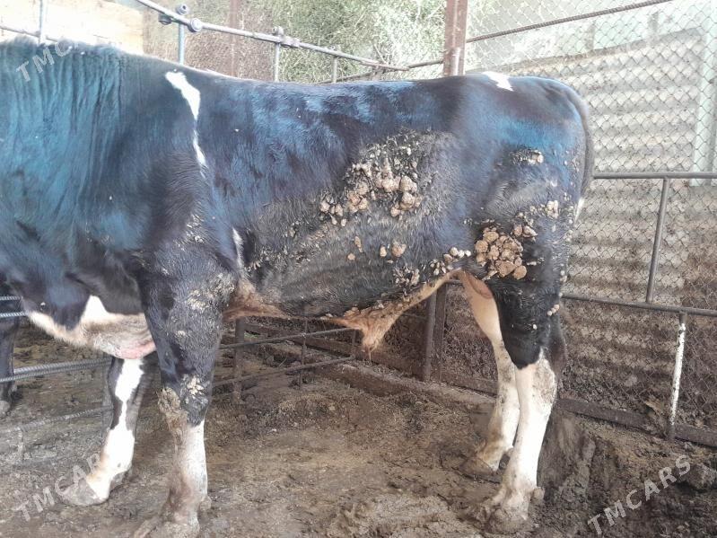 okuzler - Garadamak Şor - img 7