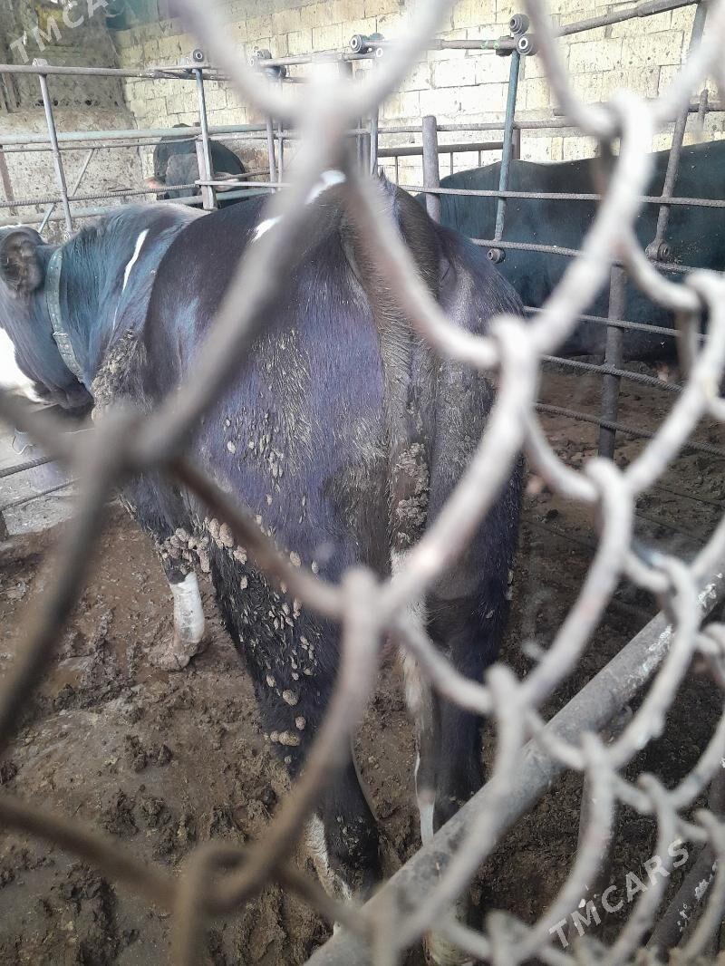 okuzler - Garadamak Şor - img 4