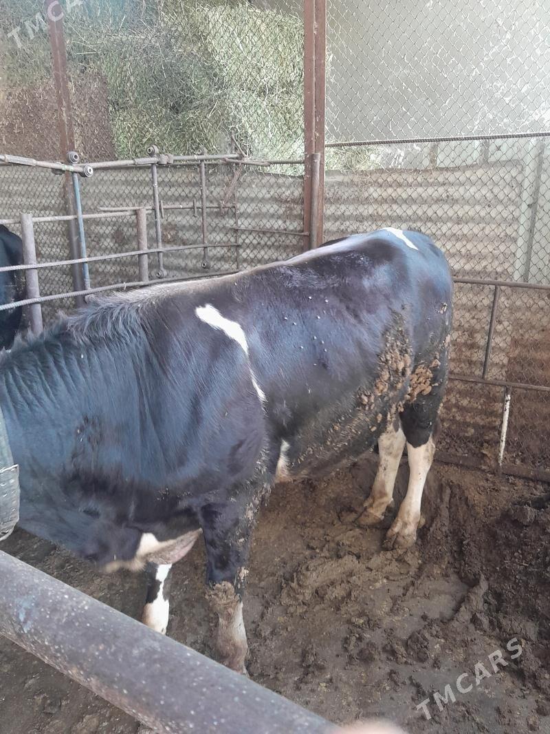 okuzler - Garadamak Şor - img 3