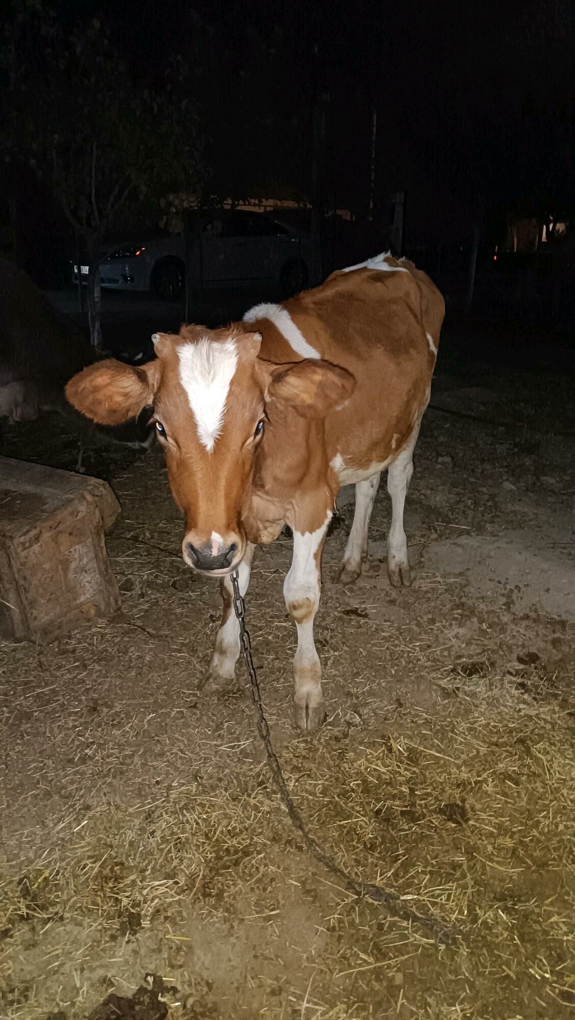 tuwe - Гёкдепе - img 1