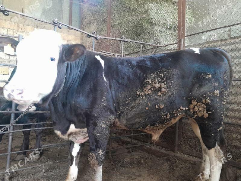 okuzler - Garadamak Şor - img 8