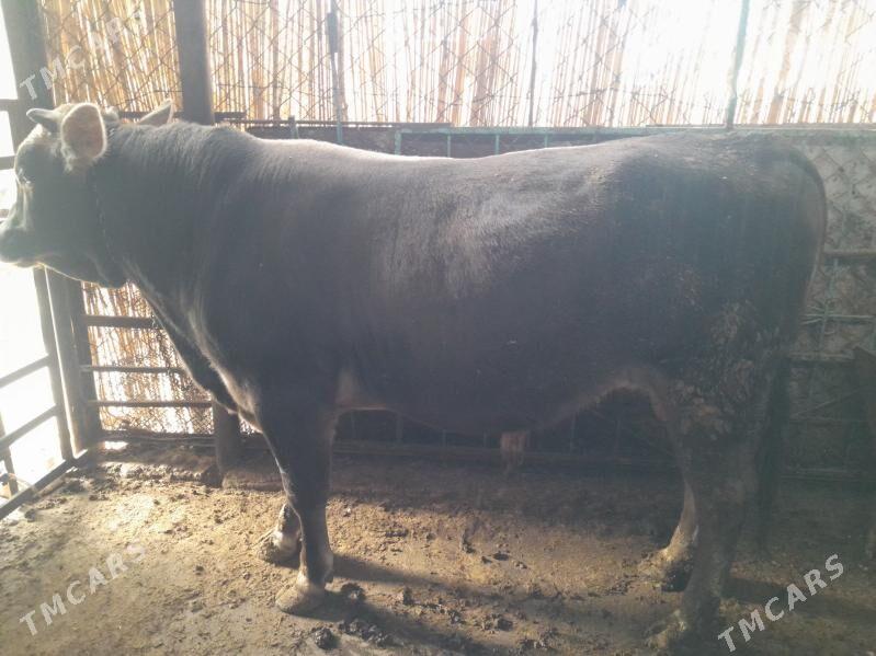 okuzler - Garadamak Şor - img 6