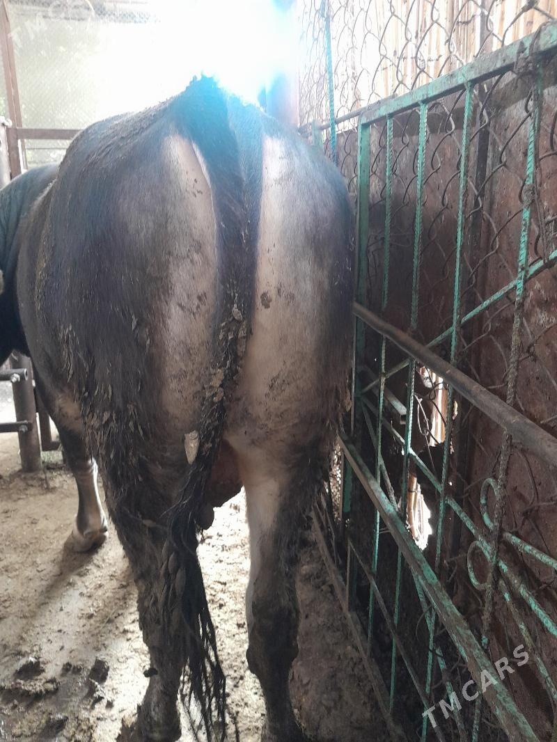 okuzler - Garadamak Şor - img 5