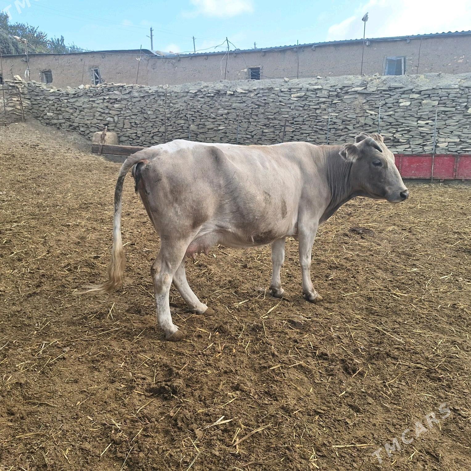 sygyr - Bäherden - img 3