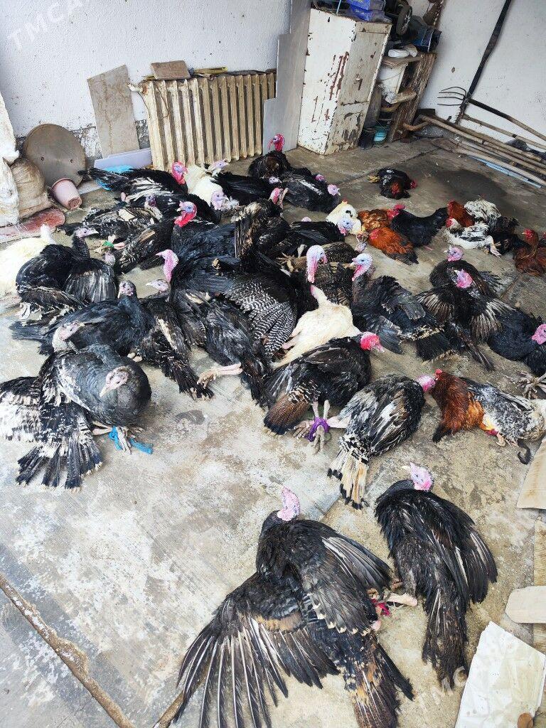 induk, индюк - Daşoguz - img 1