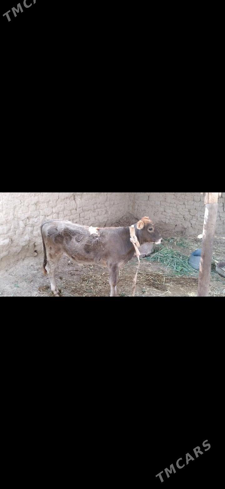 şwes okusce - Wekilbazar - img 3