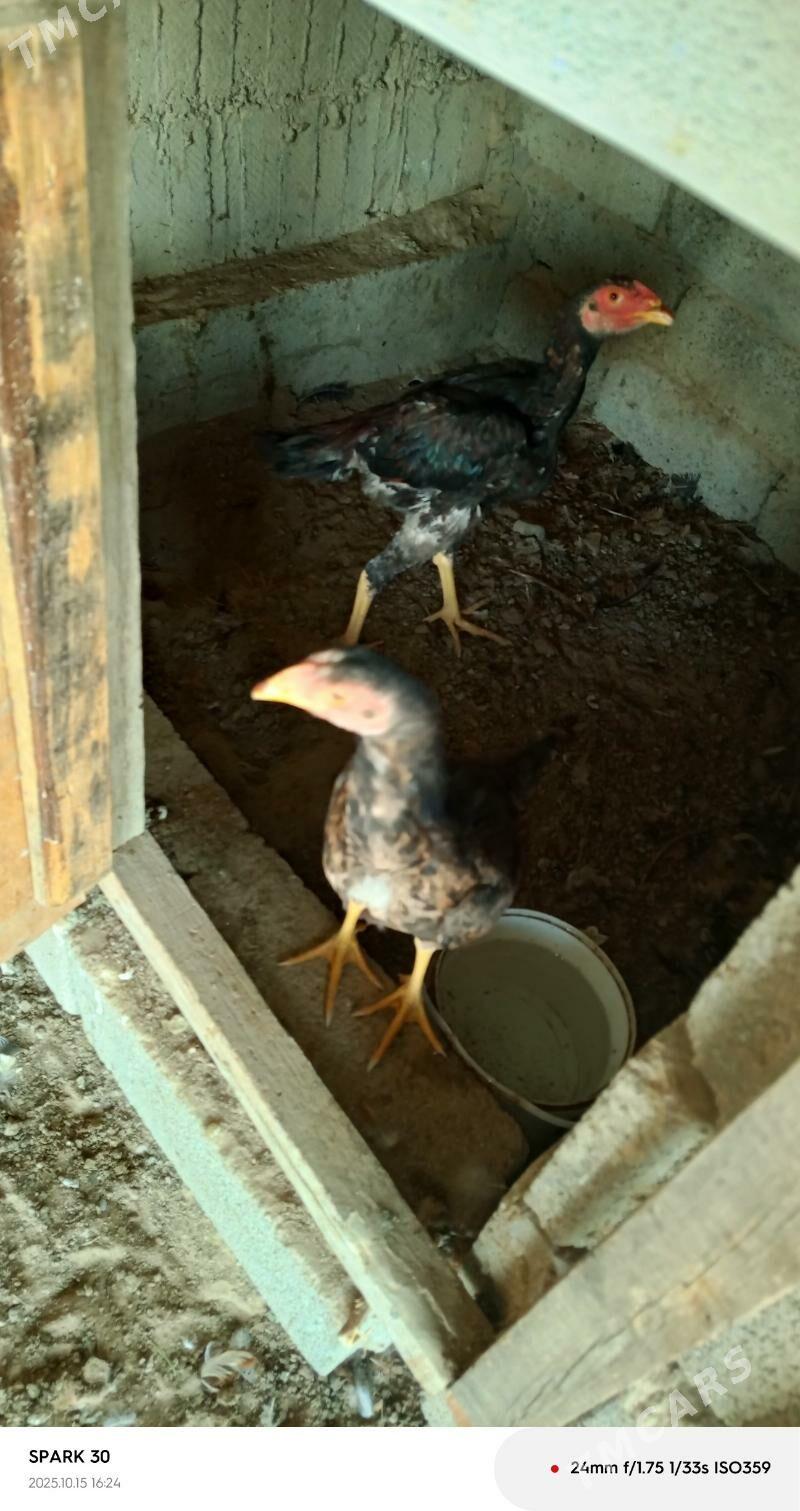 taşkent horaz - Herrikgala - img 1