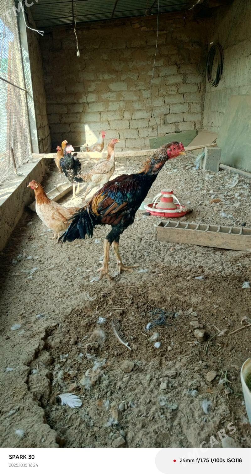 taşkent horaz - Herrikgala - img 2