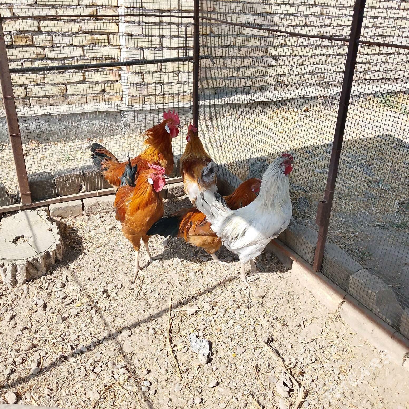 Yas horazlar - Чарджоу - img 4