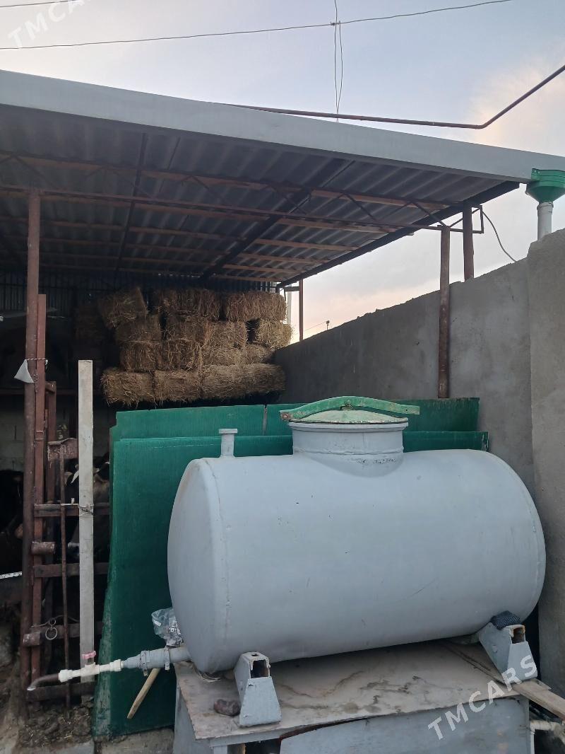 kwas boçka - Гарадамак Шор - img 3