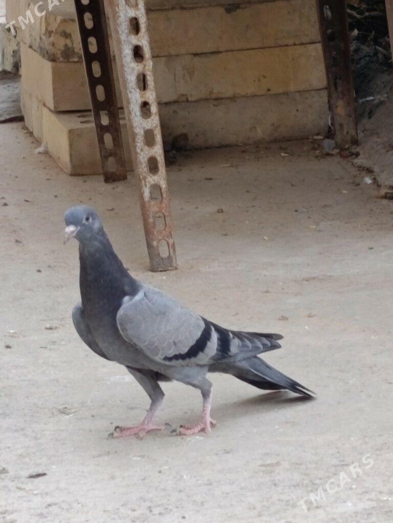 kepdery - 11 мкр - img 5