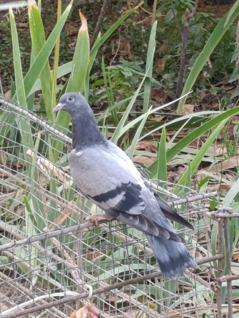 kepdery - 11 мкр - img 3