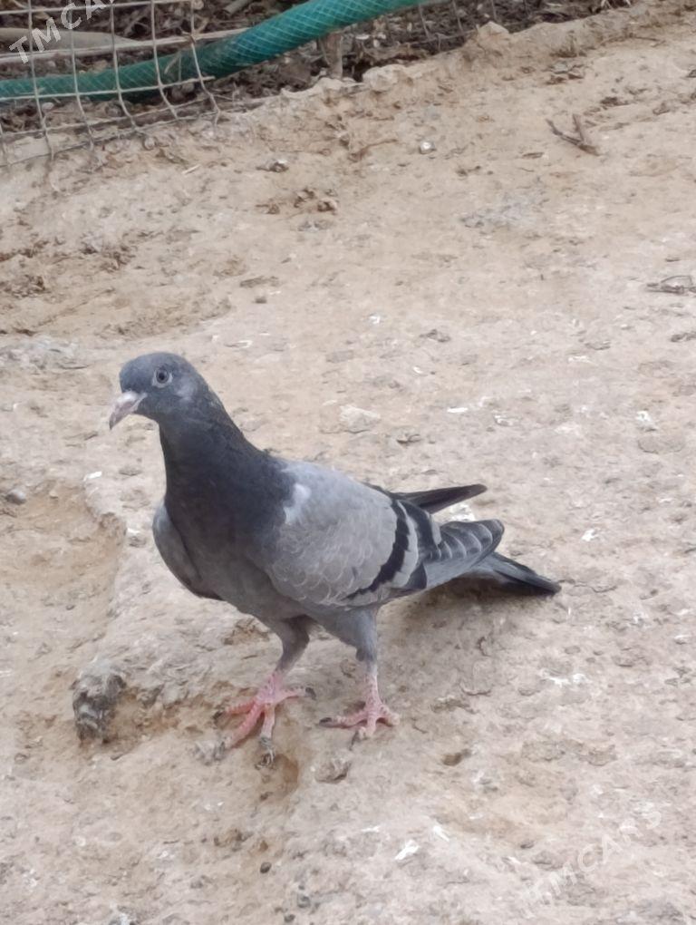 kepdery - 11 мкр - img 7