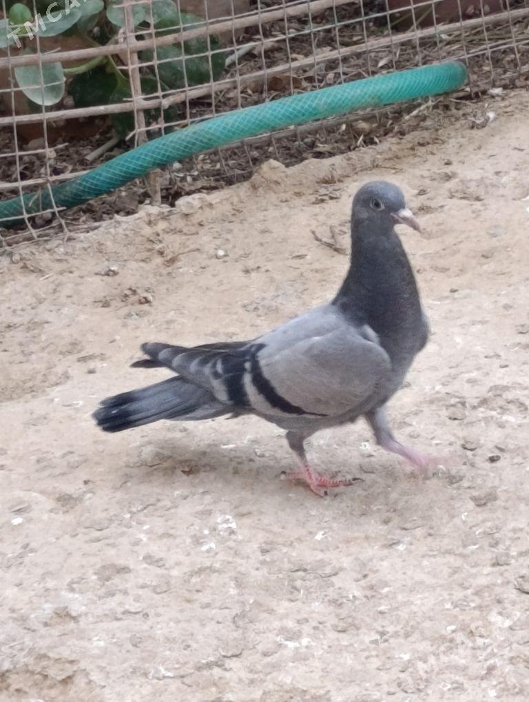 kepdery - 11 мкр - img 2