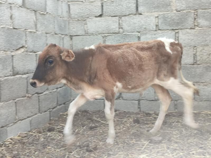 sygyr - Esenguly - img 2