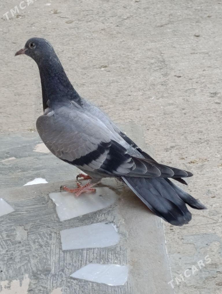 kepdery - 11 мкр - img 6