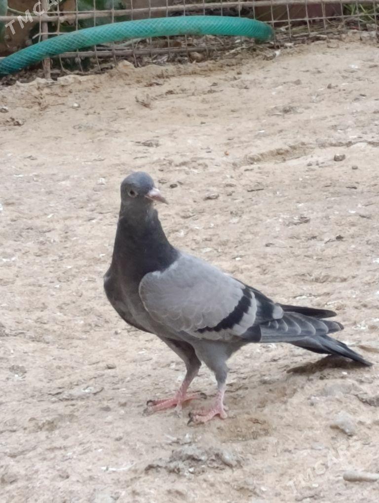 kepdery - 11 мкр - img 8